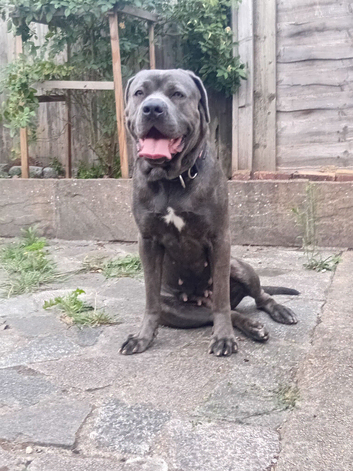 Cane corso female 1yr 8 months