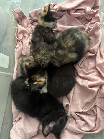 Norwegian forest x kittens