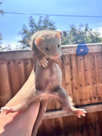 Ferrets 10 weeks old