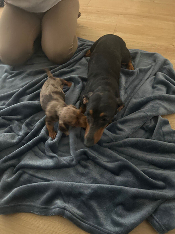 Miniature dachshund (1 male)