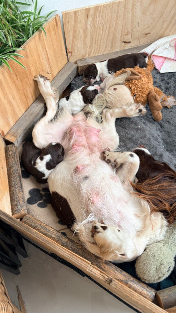 Beautiful KC-Registered Springer Spaniel Puppies &ndash; 2 Boys & 1 Girl Available