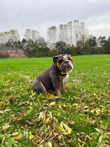 English Bulldog Stud &ndash; Blue/Lilac & Tan | Exceptional Temperament