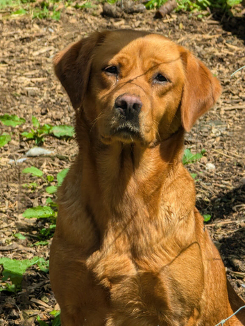 KC registered female Labrador