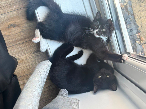 10 weeks old kittens