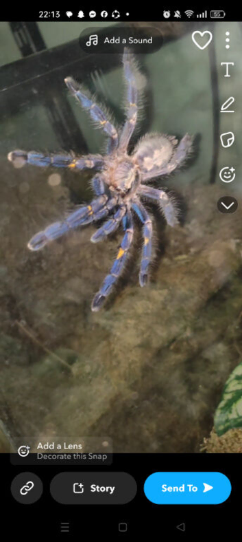 P Metallica tarantula
