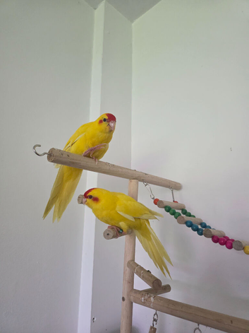 Hand reared kakariki