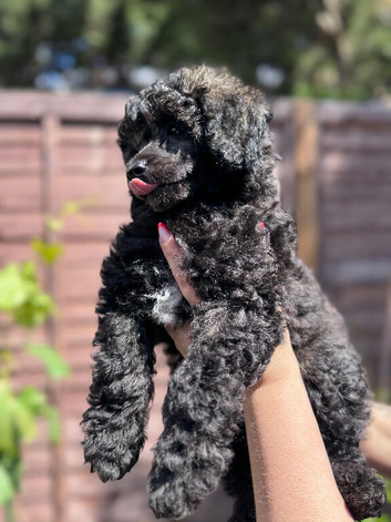Beutiful miniature poodles
