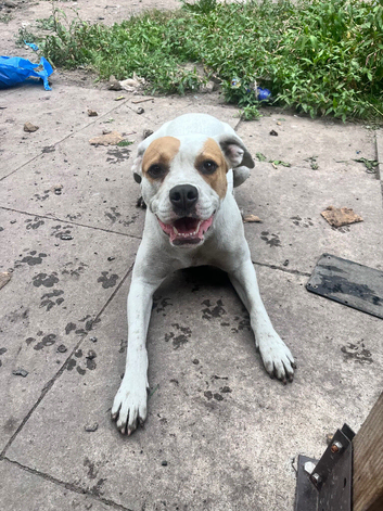 American bulldog