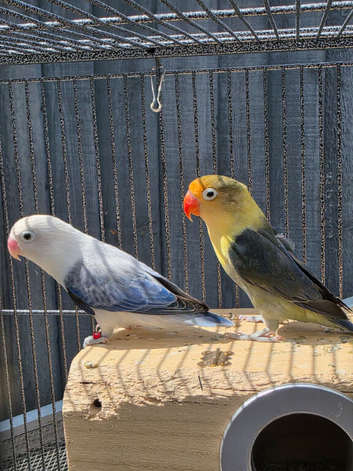 Fischer Lovebirds (Pair) with Cage Included