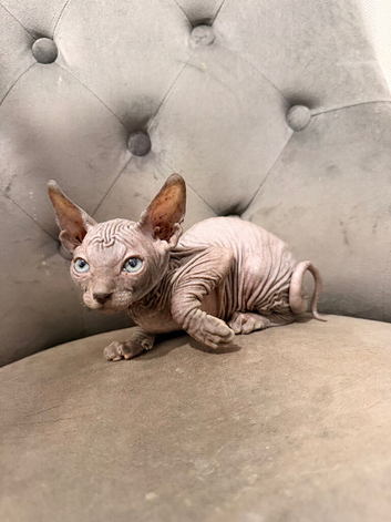Only ONE Sphynx kitten left!