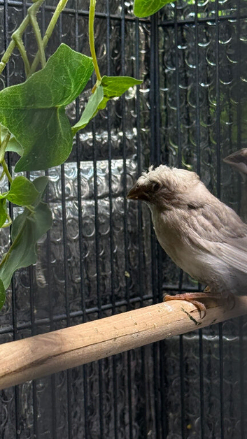 4 Bengali finches 2 are crested and one white with red eye