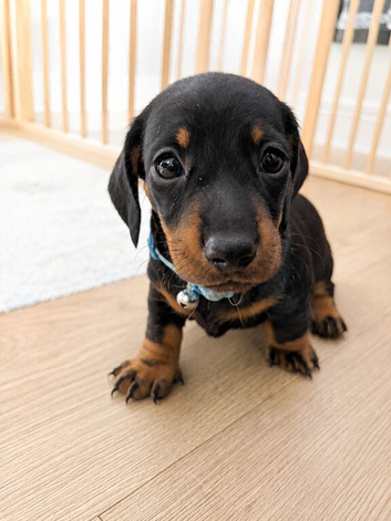 Beautiful Miniature Dachshunds