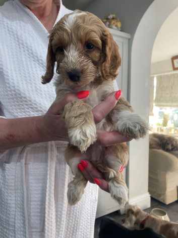 F1  beautiful  cockapoos health tested parents