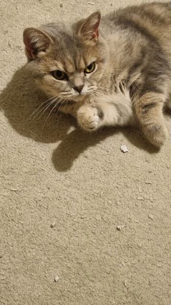 British short hair kittens