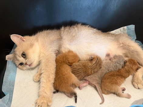 Beautiful rare  golden shaded bsh girl kittens