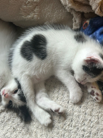 Male black and white kitten