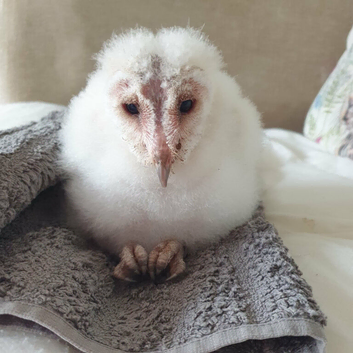 Common Barn Owl babies