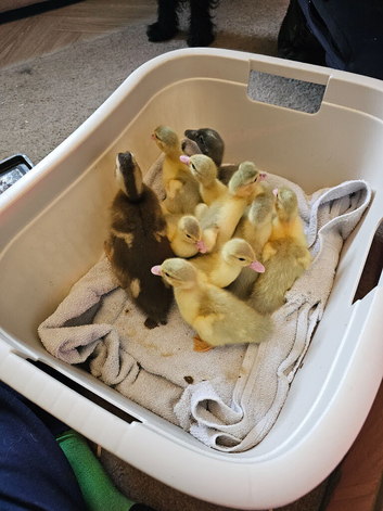 Muscovy ducklings