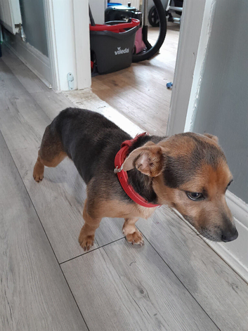 12month old blue and tan jack russle