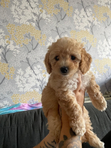 Beautiful Cavapoochon pups ready now