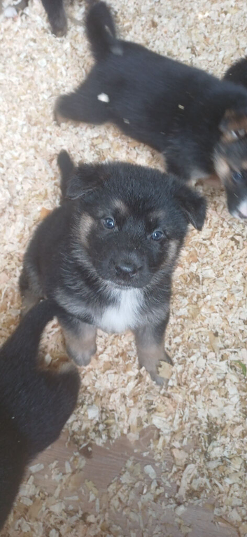 German shepherd puppies
