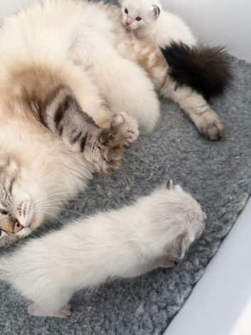 3 ragdoll/ Siamese kittens