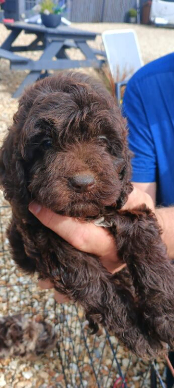Cockapoo puppy F1 ️ ready to leave ️