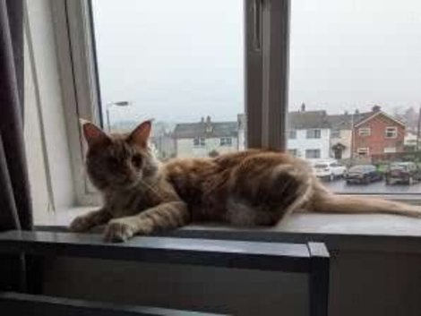 full breed maine coon kittens