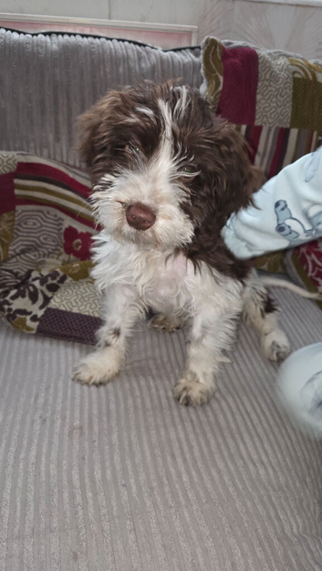 Male Cockapoo Puppy