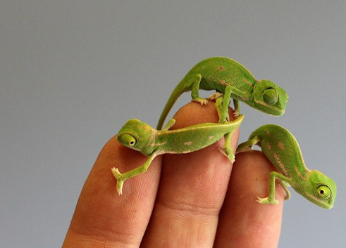 Yeman/valid chameleons