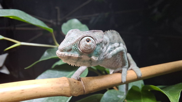 Panther Chameleons