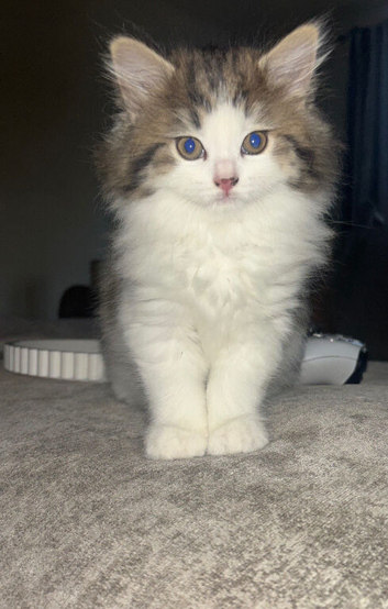 3 beautiful kittens looking for there forever home