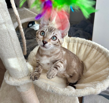 Mink bengal perfect personality Sociable boy!
