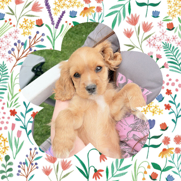 Beautiful 3/4 cavalier girl 1/4 show cocker