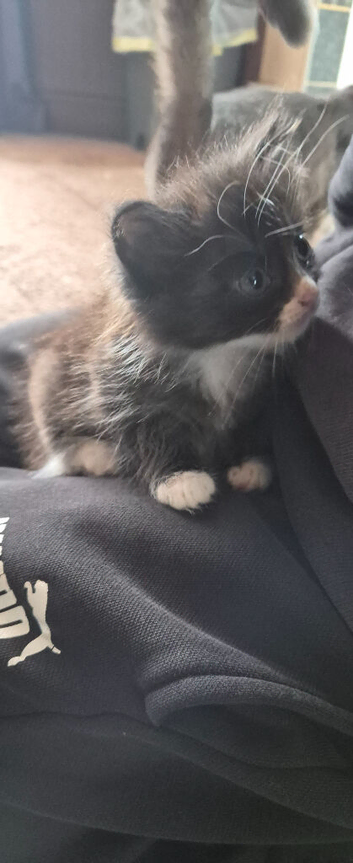 4 x kittens