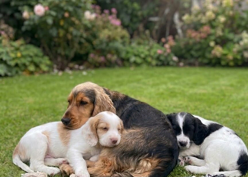 Show cocker spaniel