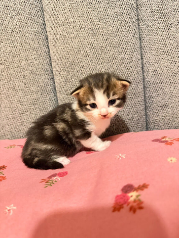 6 beautiful tabby kittens