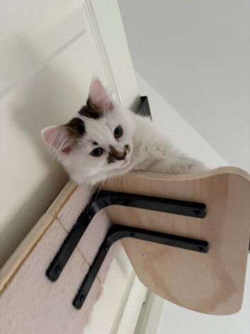 Female Kitten