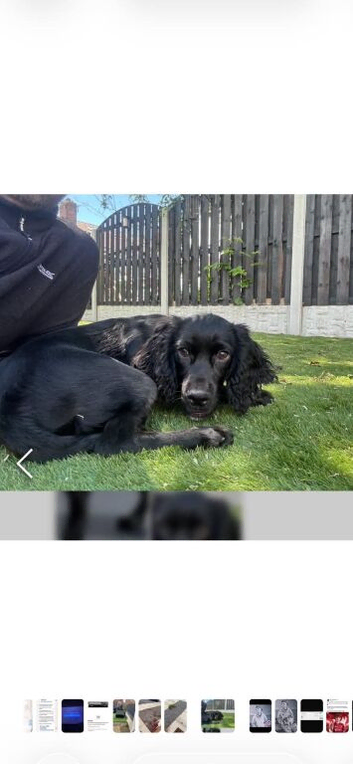 Cocker spaniel