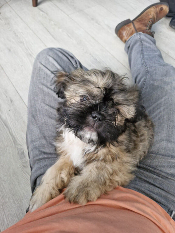 Male pugzu