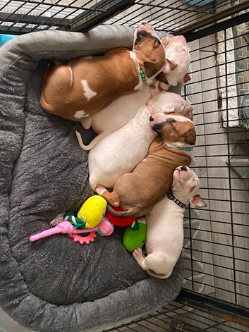STUNNING ENGLISH BULL TERRIER PUPPIES &ndash; READY FOR LOVING HOMES