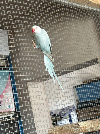 Ring neck blue palid female