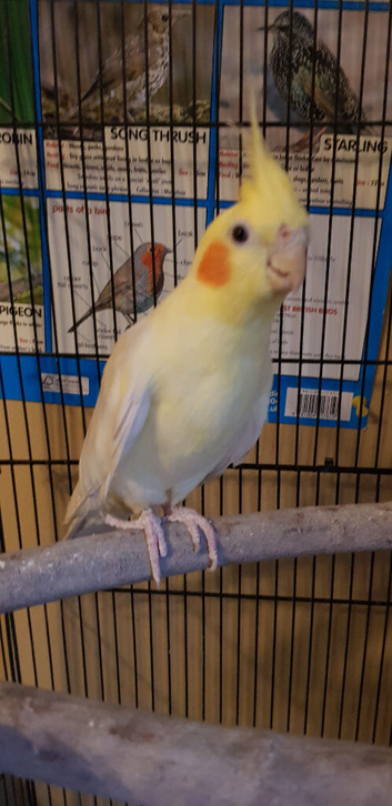 Cockatiel for sale