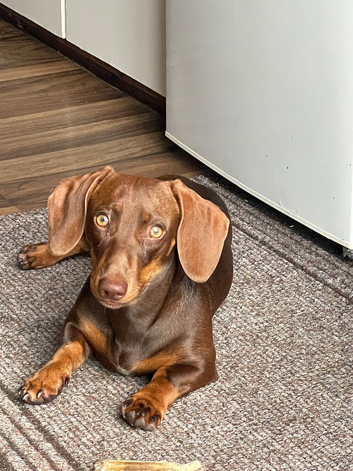 Chocolate and tan miniature dachshund