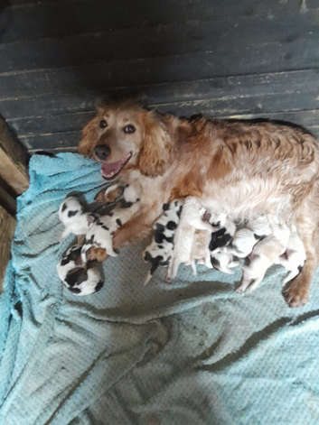 SHOW COCKER SPANIELS PUPPIES