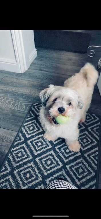 Shih Tzu- Teddy