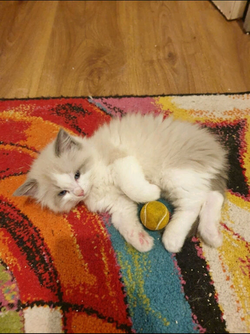 Ragdoll kittens