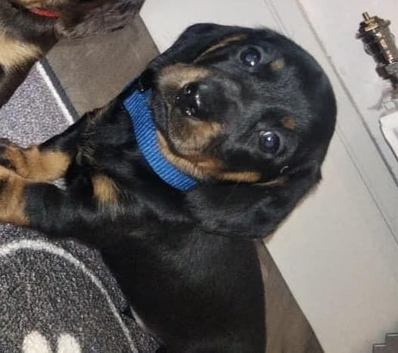 Dashund puppy