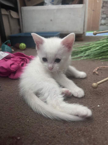 Female kitten