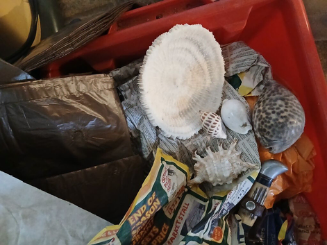 Shells and conches suitable for tank